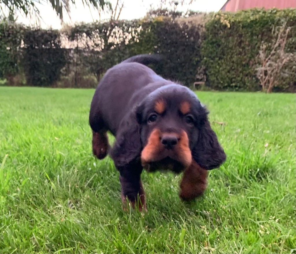 Du Repère Des Ti Zef - Chiot disponible  - Setter Gordon