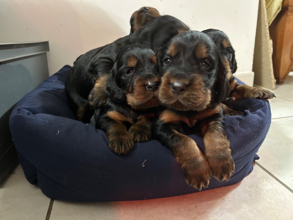 chiot Setter Gordon Du Repère Des Ti Zef