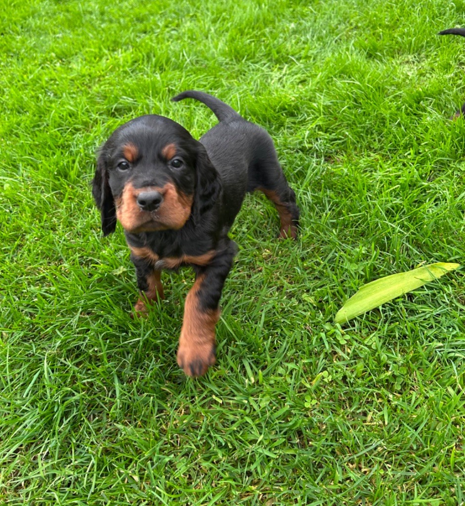 Du Repère Des Ti Zef - Chiot disponible  - Setter Gordon