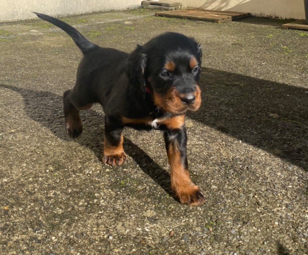 Du Repère Des Ti Zef - Chiot disponible  - Setter Gordon